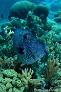 Aluterus scriptus Bourse ecriture gribouille-Bonaire Nearest point-16m-20180221-Denis-ADER-DSC_7313_tn